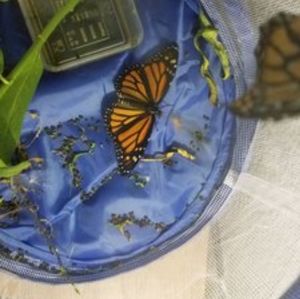 Live Butterfly Release and Life Cycle Kits